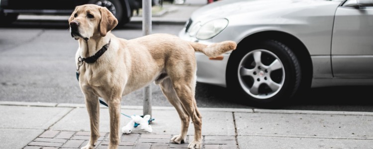拉布拉多可以办狗证吗 城市禁养犬只要了解