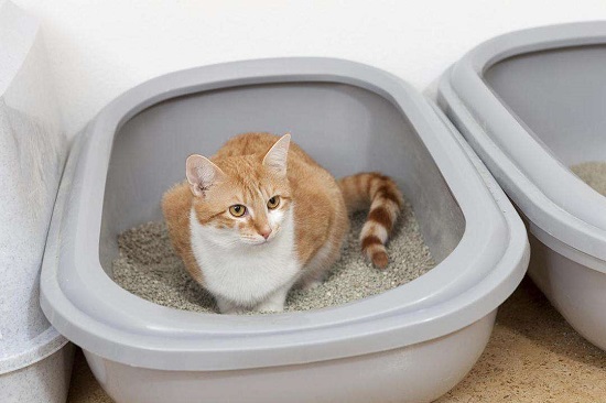 两只猫可以用一个猫砂盆吗