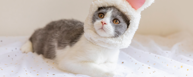 英短和布偶猫的后代 英短与布偶猫生出来是什么