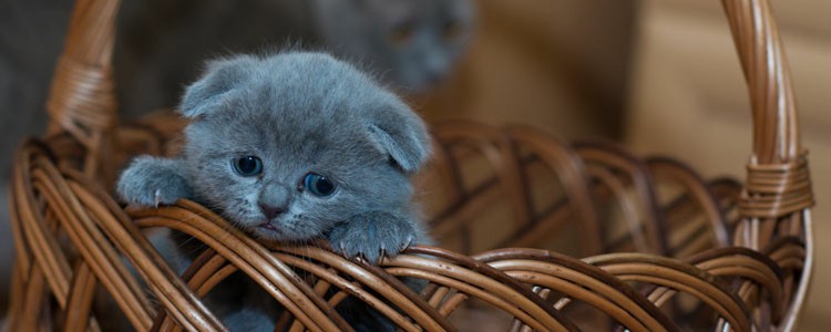 英短蓝猫怀孕一般生几个 英短蓝猫怀孕生多少个