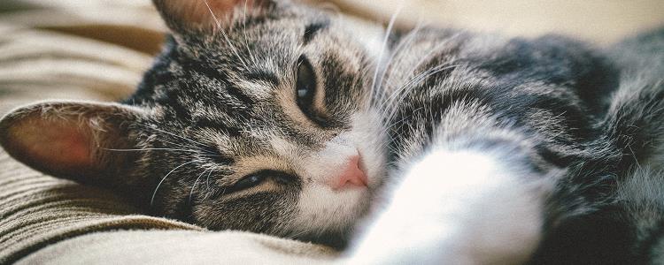 猫抑郁症的表现 猫抑郁症的表现和治疗