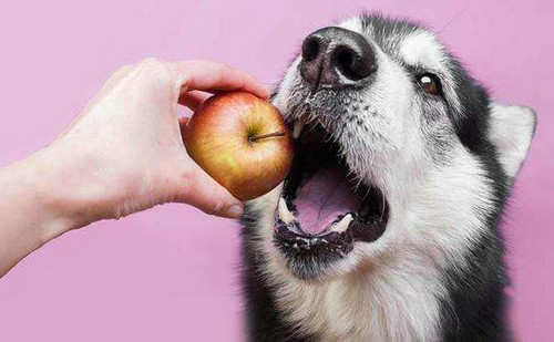 狗狗可以吃什么水果 夏天狗狗可以吃什么水果