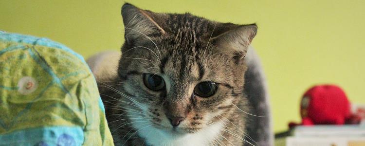 卡拉胶对猫咪的危害 卡拉胶对猫咪有什么影响