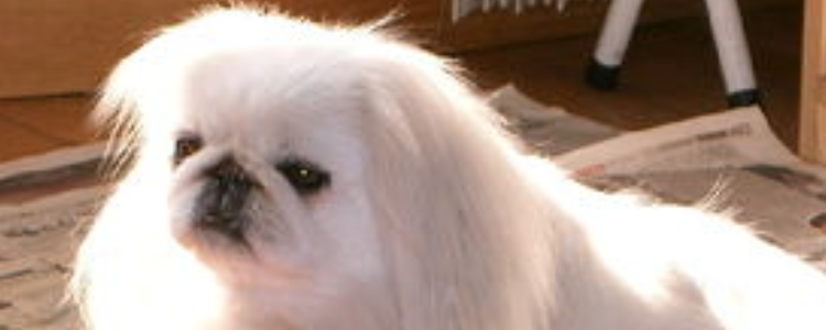 哈巴狗是什么品种 就是常见的京巴犬啦！