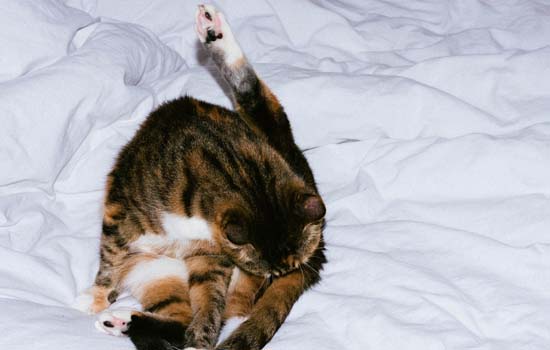 猫为什么睡在人脚底下 主人的气味让它觉得安心