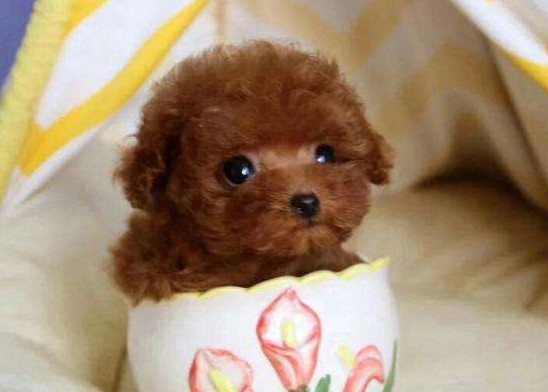 茶杯贵宾犬要多少钱