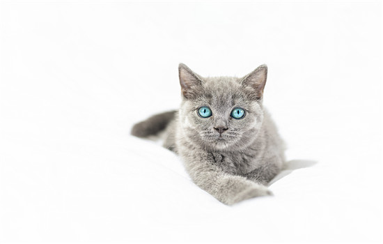 英短蓝猫粘人有什么表现