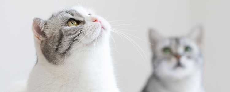 猫咪发出呼噜呼噜的声音是什么意思 猫咪呼噜表达了什么