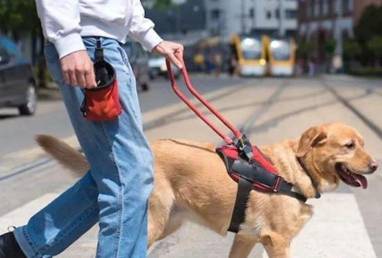 导盲犬可以进入公共场所吗