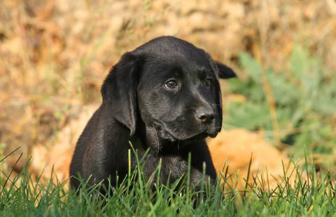 黑色拉布拉多犬多少钱一只