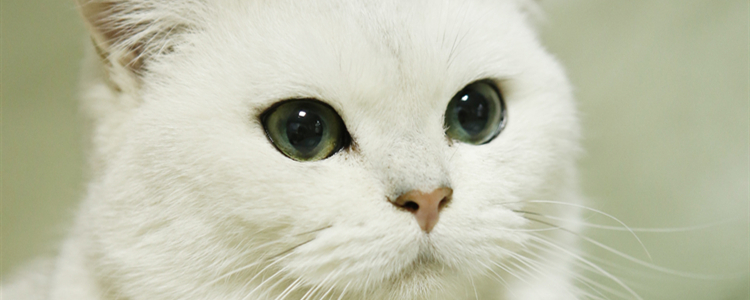 猫咪能不能吃粽子 猫咪能吃粽子吗