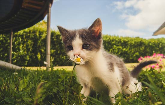 幼猫什么时候可以吃猫粮