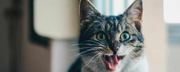 猫呕吐是怎么了 猫呕吐是为什么