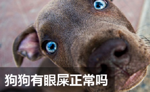 狗狗有眼屎正常吗