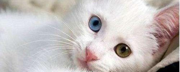 赵露思的猫是什么品种