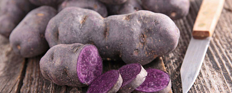 狗狗能吃紫薯吗