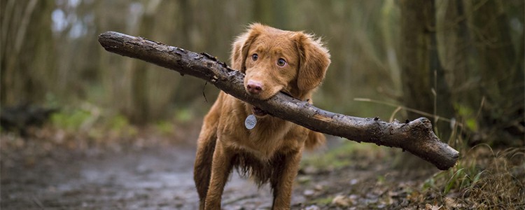 怎么训练狗狗捡东西回来 怎么训练狗狗捡东西