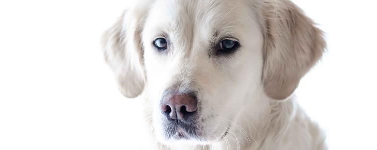 狗狗感冒的症状表现 狗狗感冒的症状