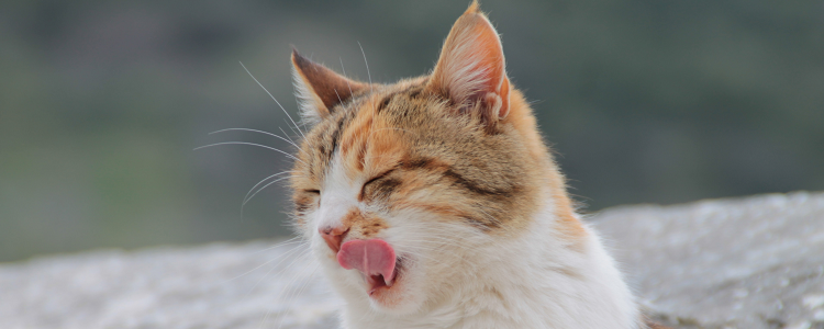 猫怕橘子皮的味道吗