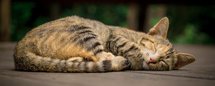 猫猫睡觉时为什么缩成团