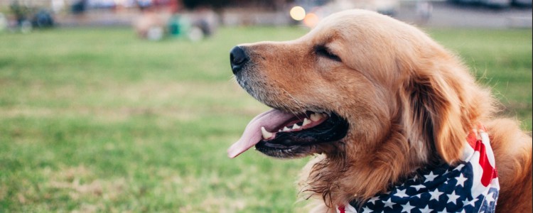 狗能知道人身上的癌症？