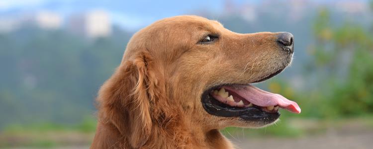 狗狗常见的几种眼部疾病