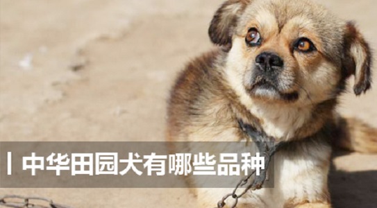 中华田园犬有哪些品种
