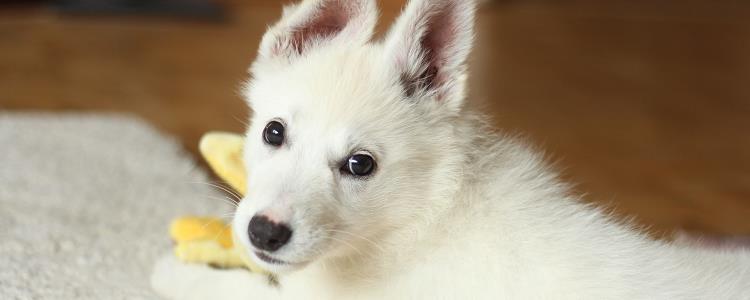 小型银狐犬能长多少斤