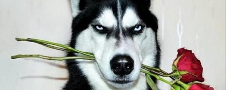 西伯利亚雪橇犬和哈士奇的区别 雪橇犬与哈士奇的不同