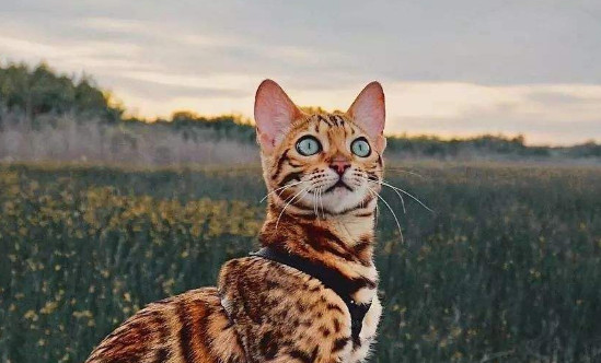 豹猫几个月眼变绿