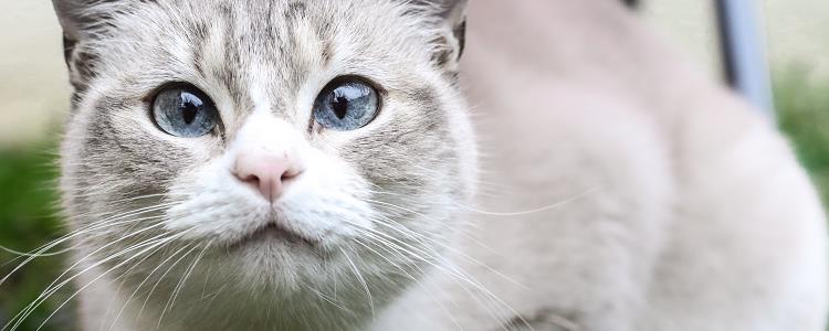 猫眼睛里有白色丝状物 猫眼睛里有白色丝状物是什么
