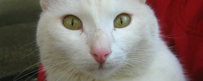 猫的眼睛一日三变