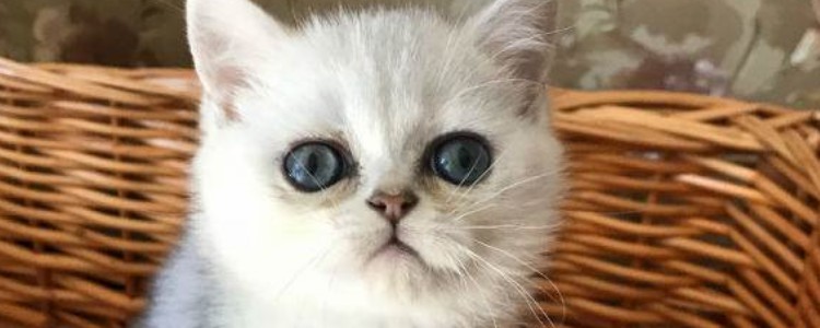 猫眼屎多的原因 猫眼屎多是为什么