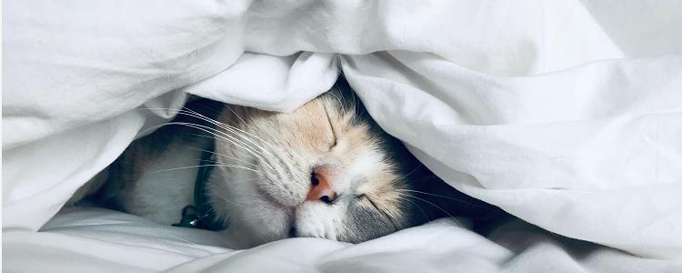 猫咪冬天睡觉需要盖被子吗