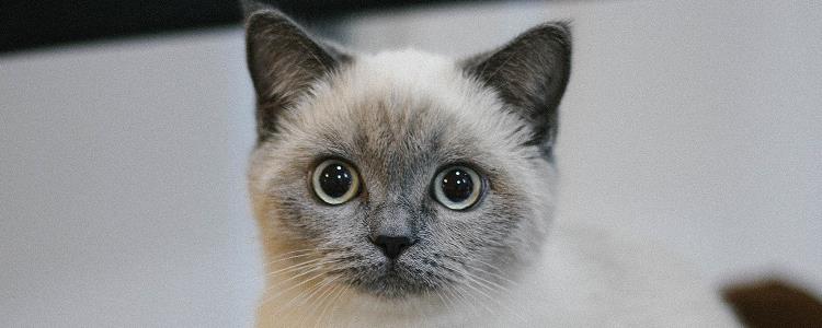 猫咪几个月眼睛发光