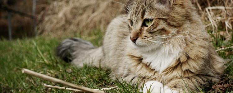 猫溃疡性结膜炎可以治愈吗