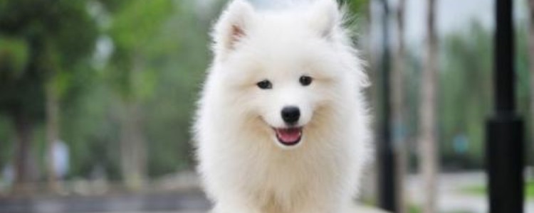 白色的狗狗有哪些品种