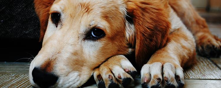 狗狗有泪痕是什么原因造成的