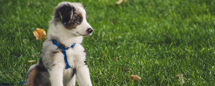 狗狗气管炎的初期症状是什么