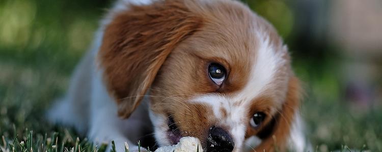 狗吃草是什么原因或有什么说法