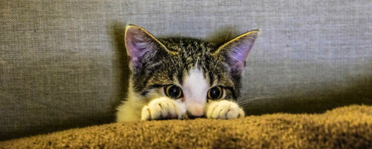 猫应激反应有什么症状