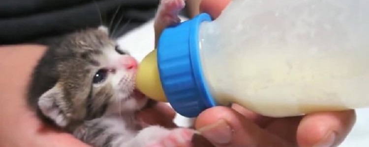 刚出生的小猫能喝牛奶吗