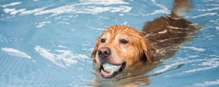 狗天生就会游泳?