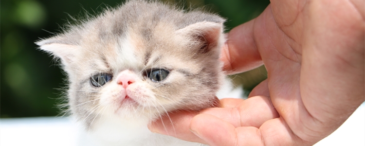 扁脸猫是什么品种