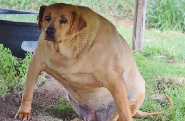 狗狗胖了5斤问题不大？实则很致命！