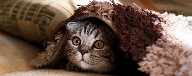 小猫在床底一般会躲多久