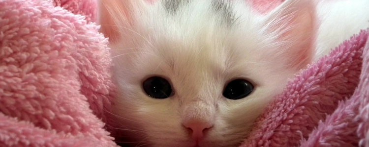 猫咪眼睛有白色粘稠物怎么治疗