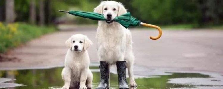 为什么狗不喜欢下雨?
