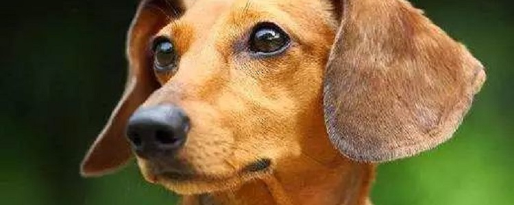 狗狗耳朵发炎流脓怎么办用什么药