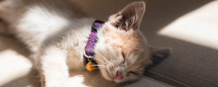 幼猫喜欢睡觉正常吗